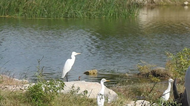 Eastern Cattle-Egret - ML629754264
