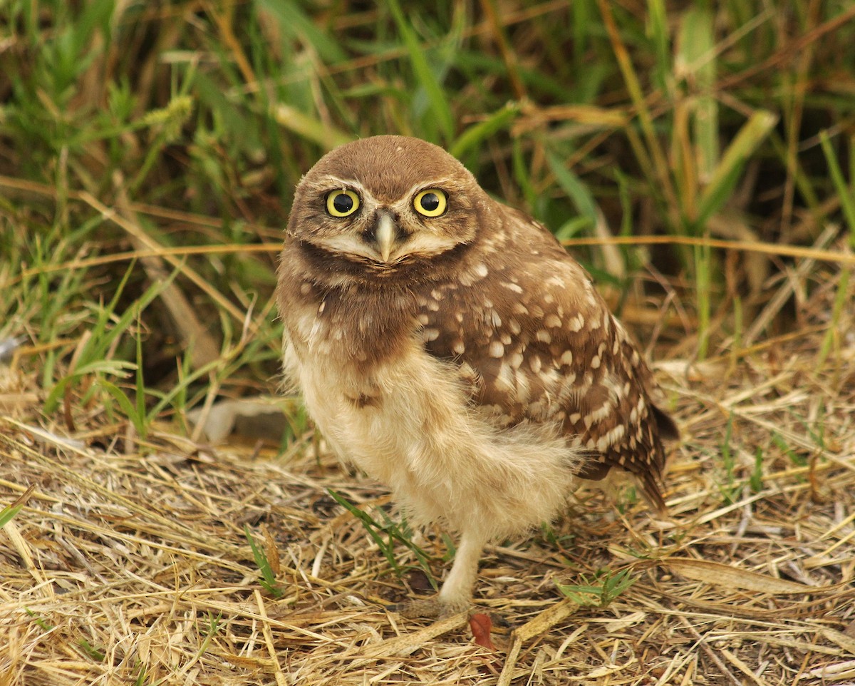 アナホリフクロウ（cunicularia グループ） - ML629754318