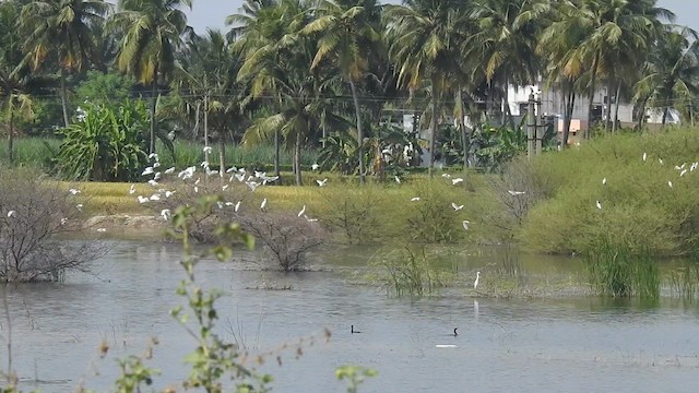 Eastern Cattle-Egret - ML629754568