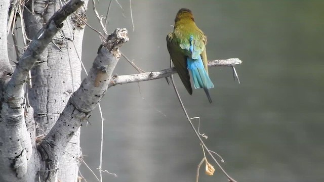Blue-tailed Bee-eater - ML629754647
