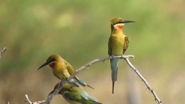 Blue-tailed Bee-eater - ML629754649