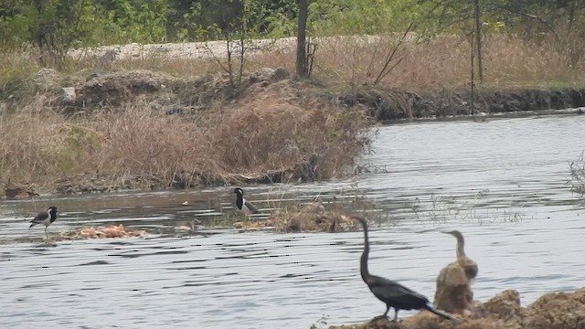 Oriental Darter - ML629754673