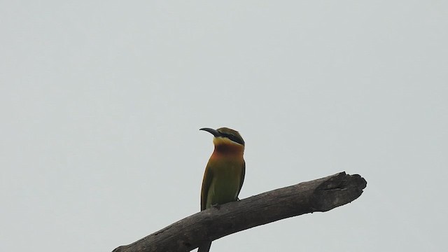 Blue-tailed Bee-eater - ML629754760