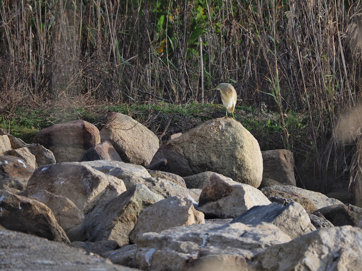 Squacco Heron - ML629754847