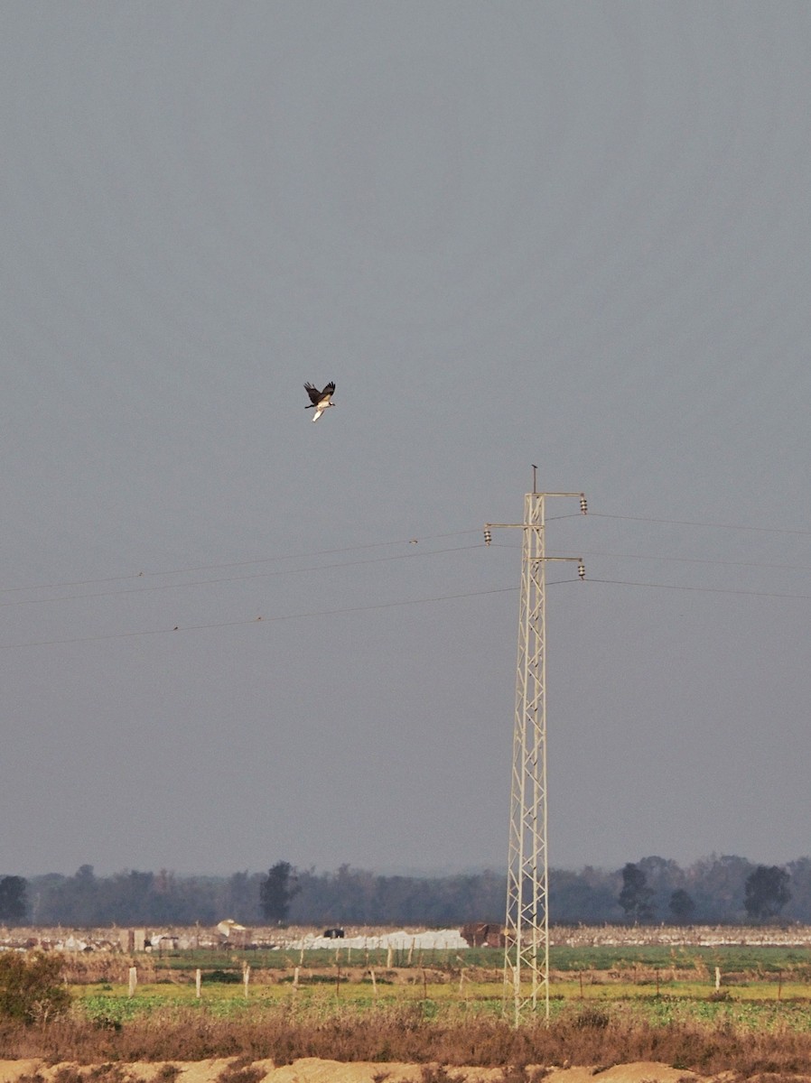 Osprey - ML629754857