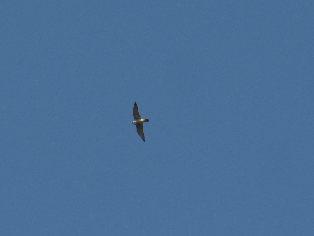 Peregrine Falcon - ML629754920