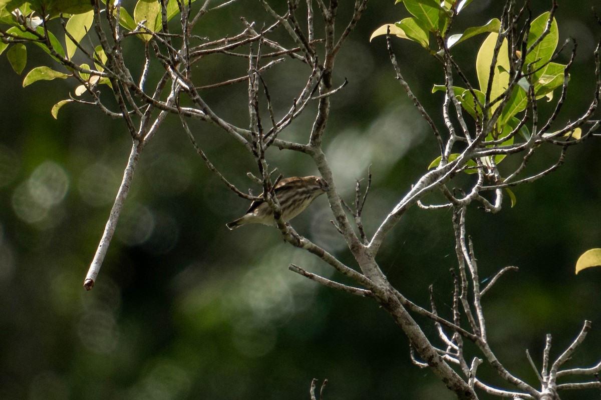 Stripe-breasted Rhabdornis - ML629754926