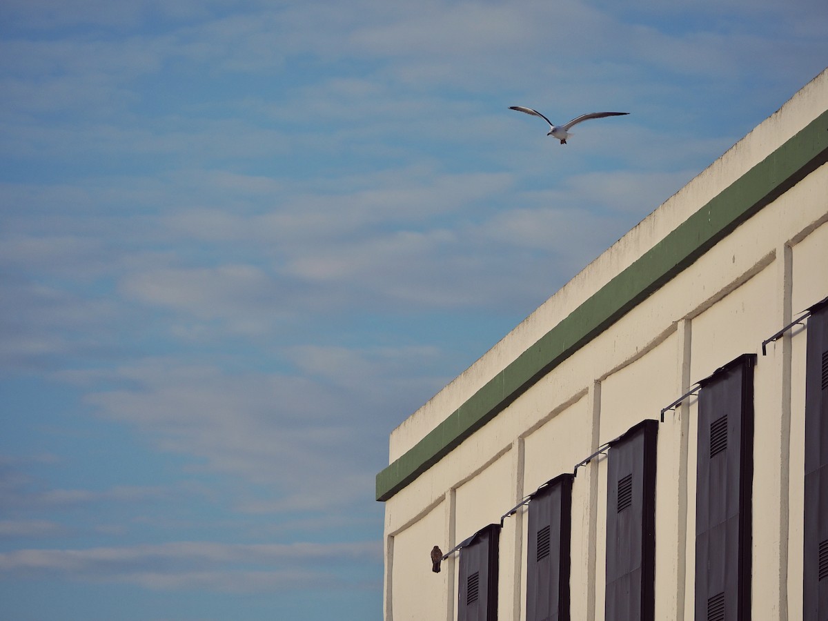 Larus sp. - ML629754935