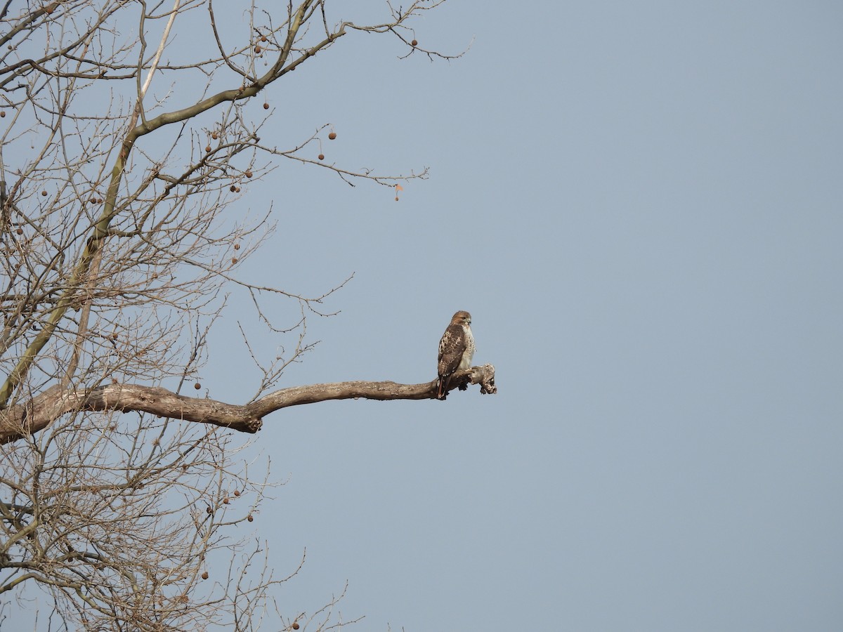 Red-tailed Hawk - ML629754948