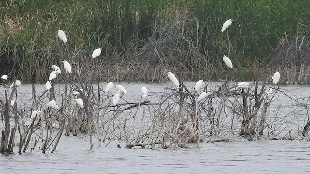 Eastern Cattle-Egret - ML629755015