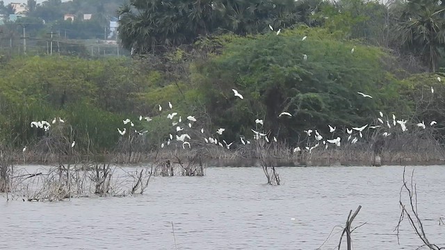 Eastern Cattle-Egret - ML629755027