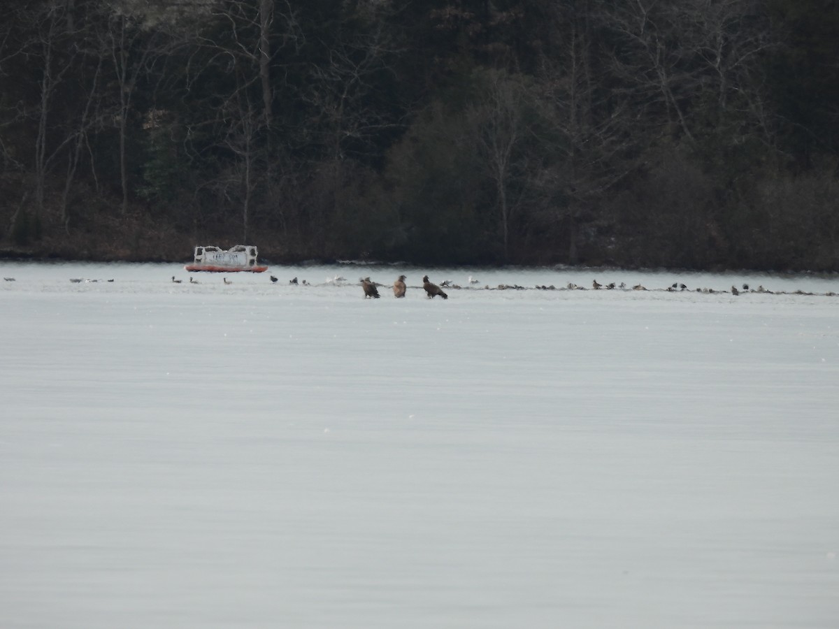 Bald Eagle - ML629755040