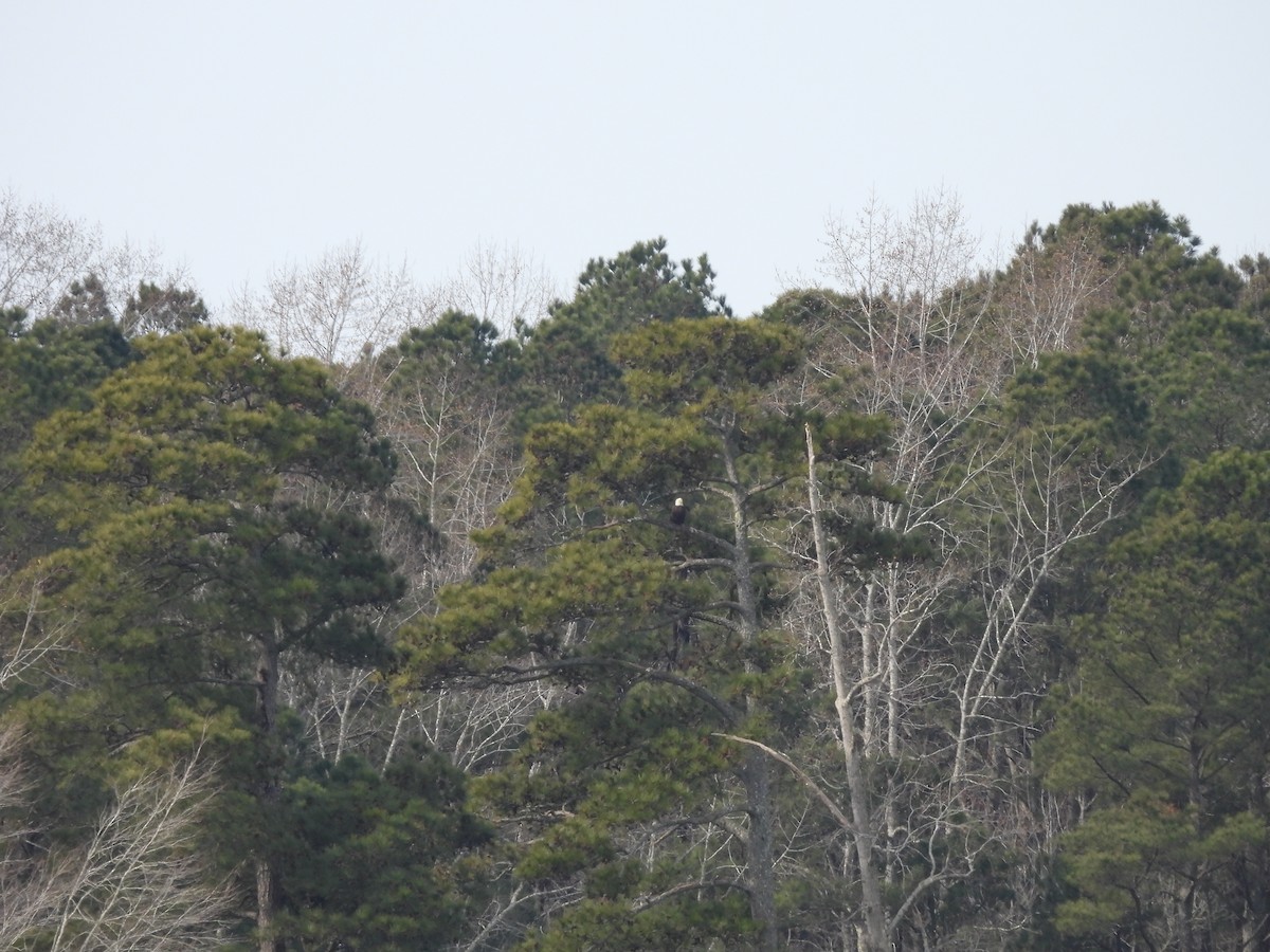 Bald Eagle - ML629755041