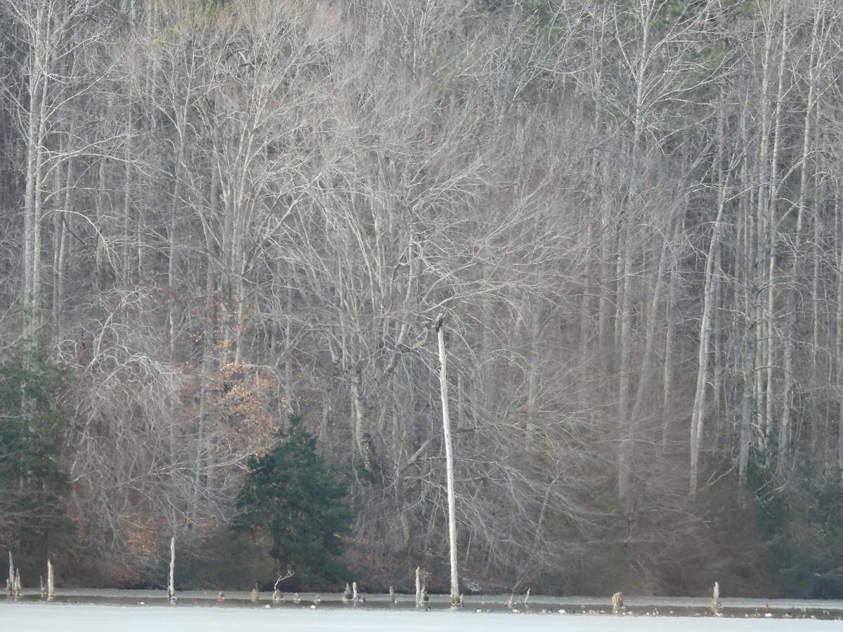 Bald Eagle - ML629755043