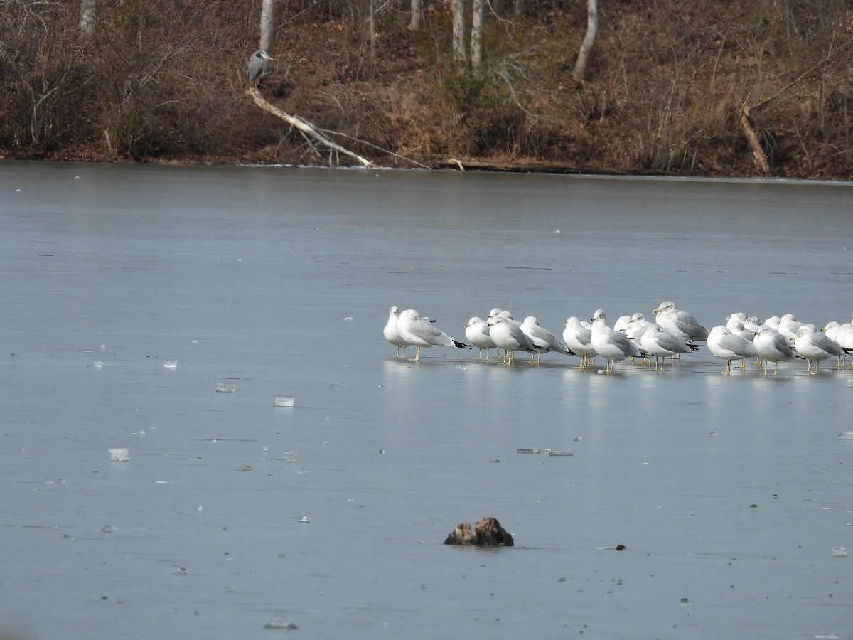 Ring-billed Gull - ML629755082