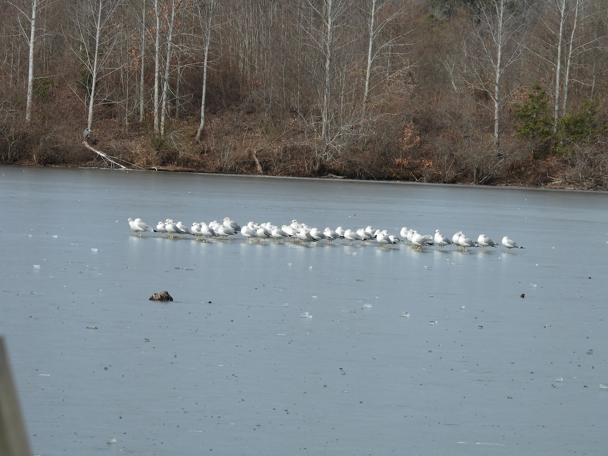 Ring-billed Gull - ML629755083