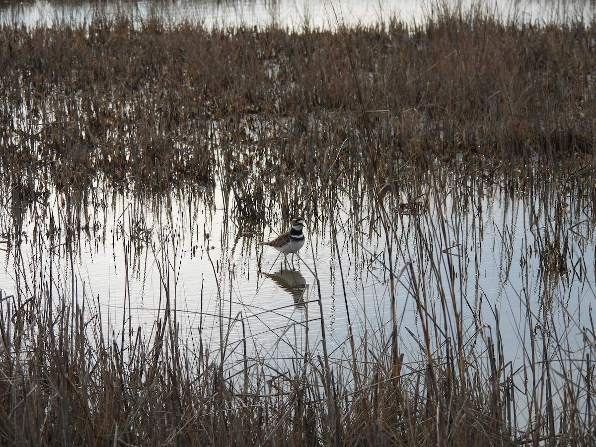 Killdeer - ML629755125