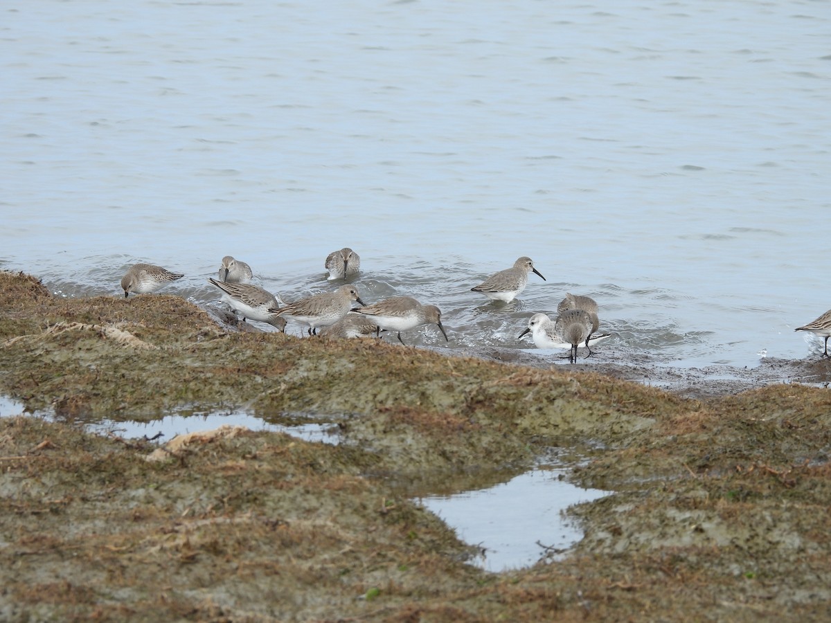 Dunlin - ML629755179
