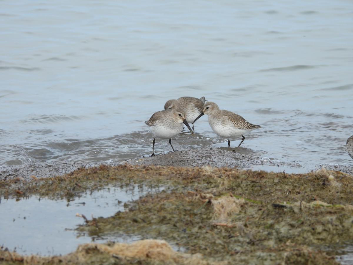 Dunlin - ML629755180