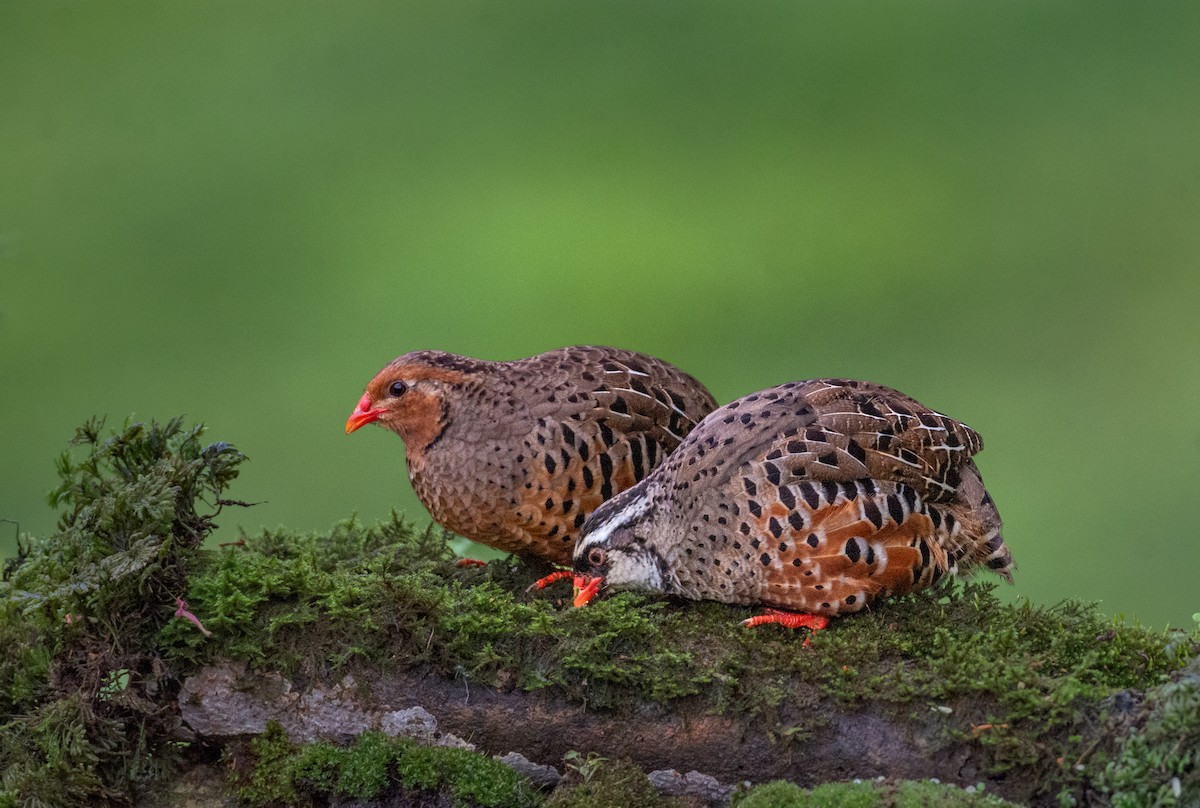 Painted Bush-Quail - ML629755238