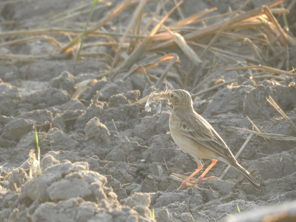 Blyth's Pipit - ML629755257