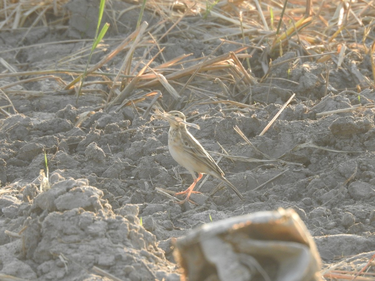 Blyth's Pipit - ML629755258