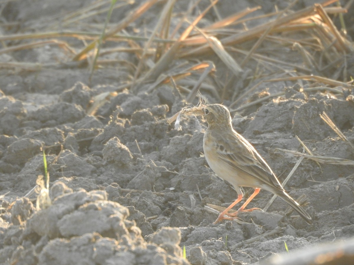 Blyth's Pipit - ML629755259