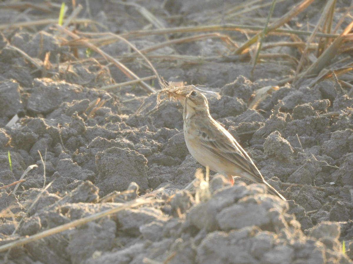 Blyth's Pipit - ML629755260