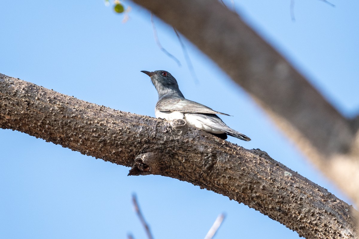 Gray-bellied Cuckoo - ML629755902