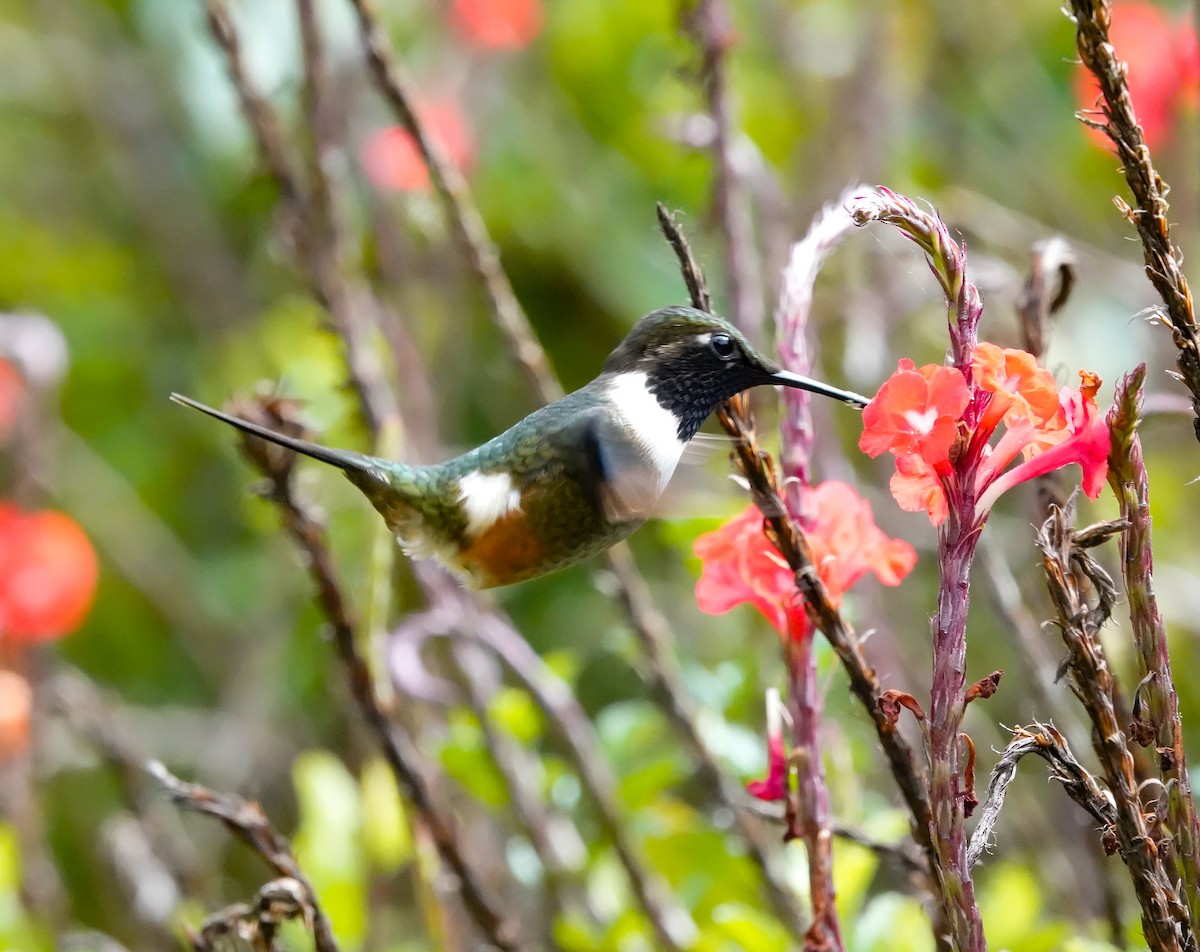 Purple-throated Woodstar - ML629755918