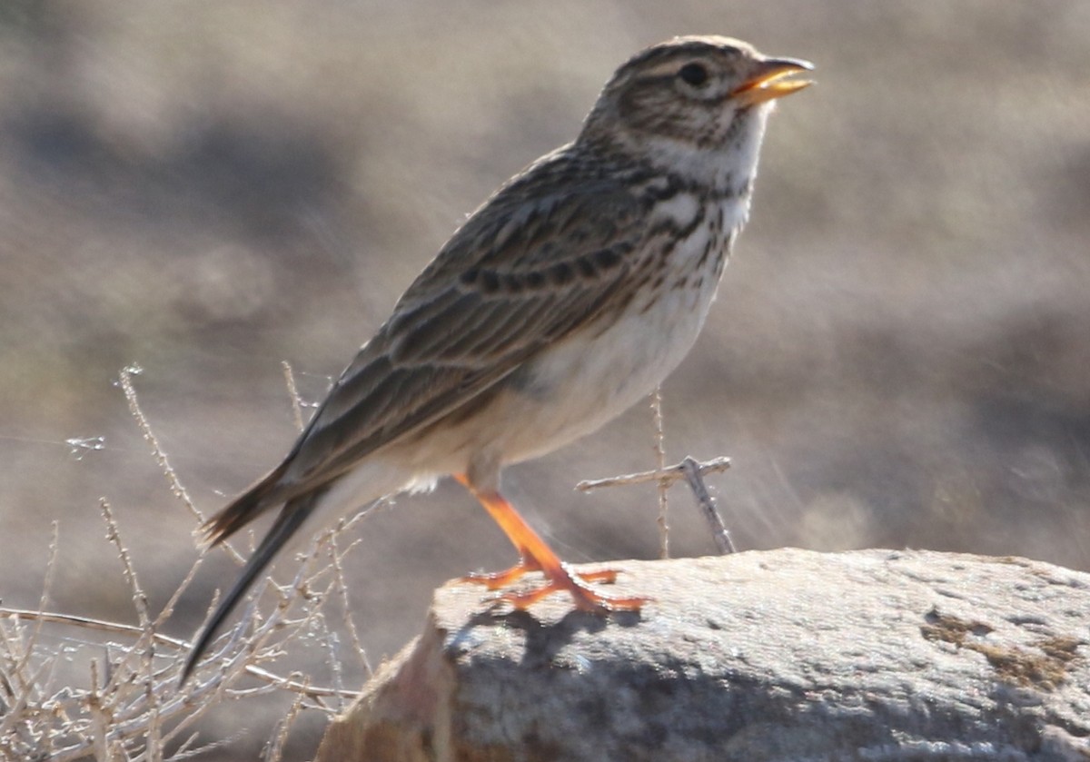 Mediterranean Short-toed Lark - ML629755939