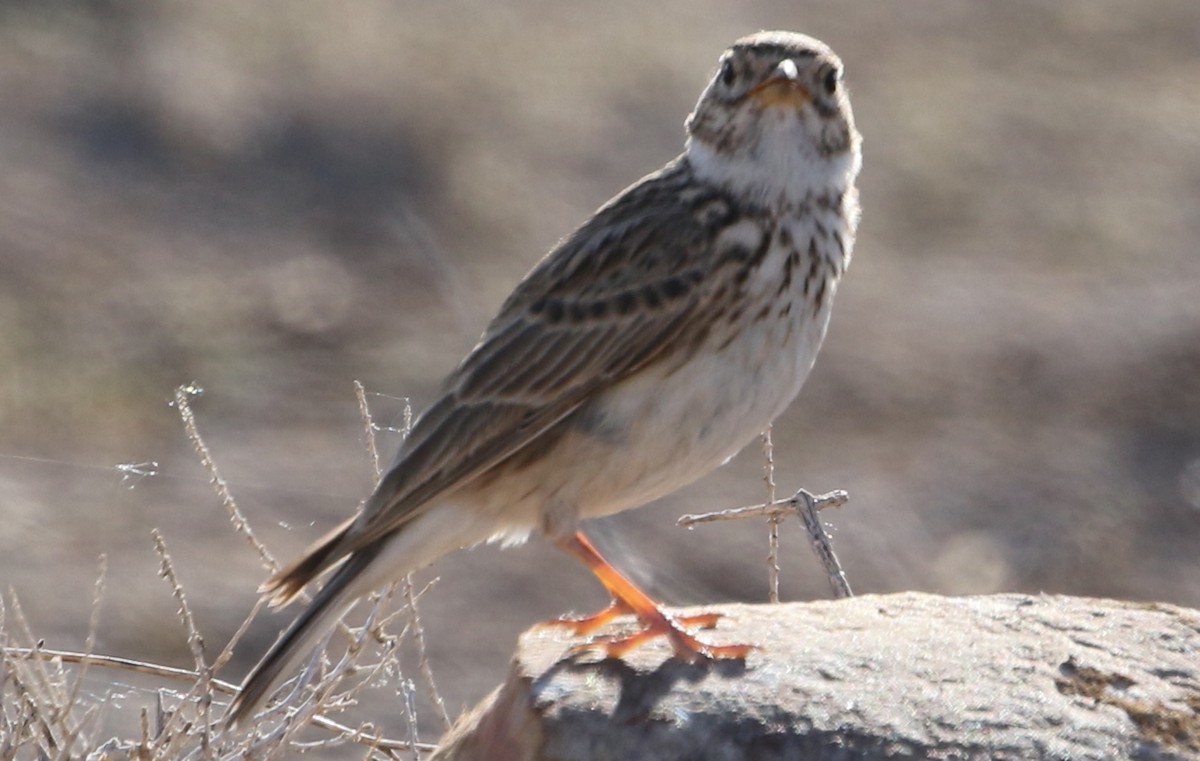 Mediterranean Short-toed Lark - ML629755940