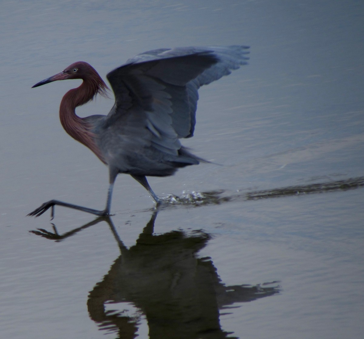Reddish Egret - ML629756001