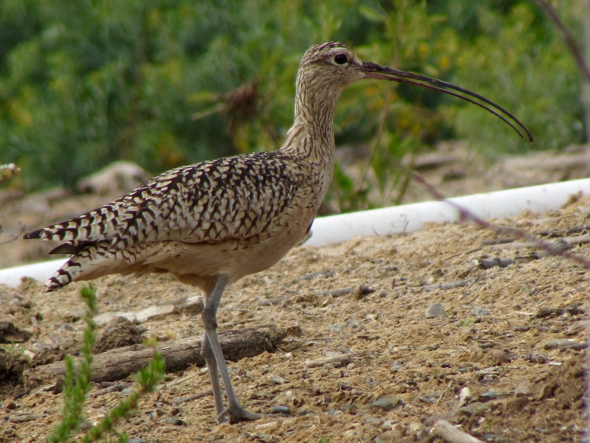 Long-billed Curlew - ML629756021