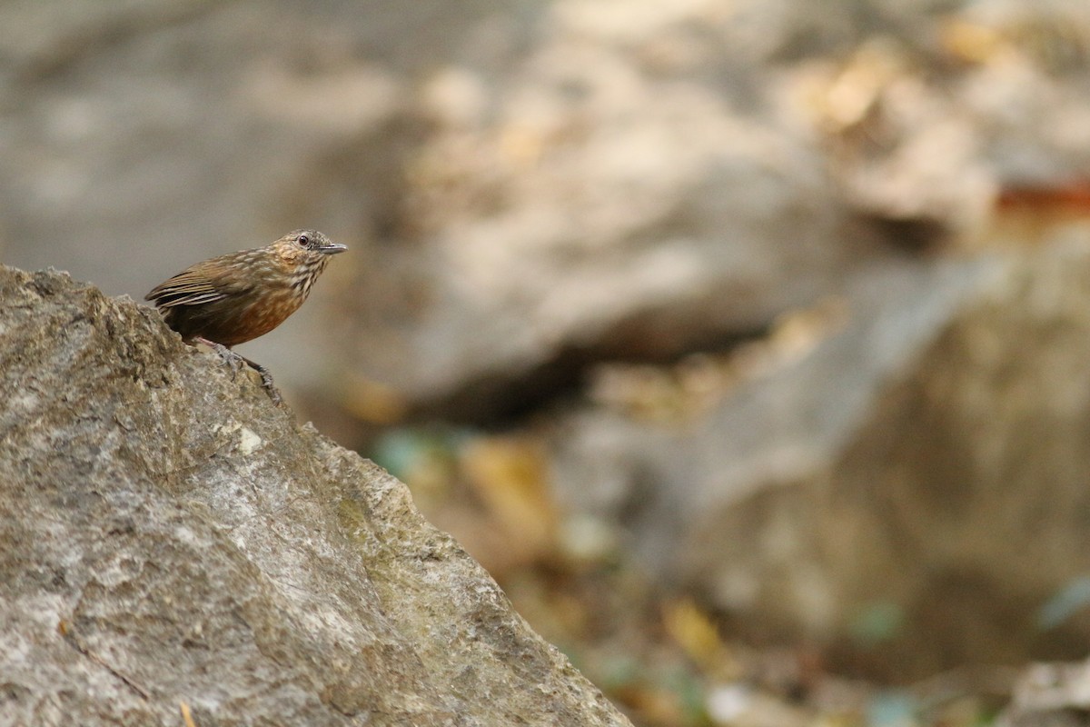 Rufous Limestone Babbler - ML629756061