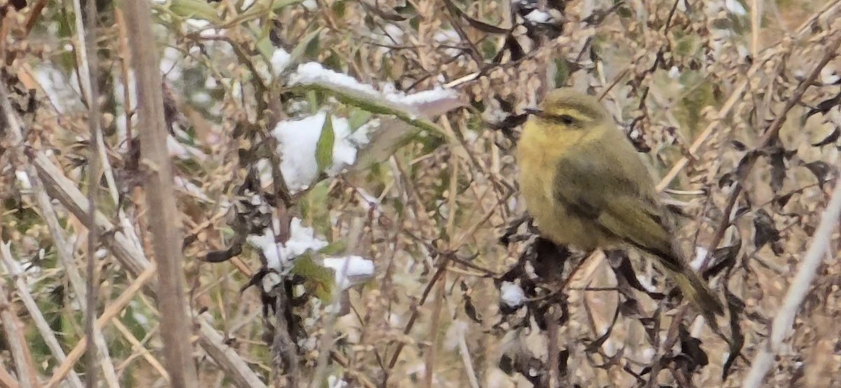 Tickell's Leaf Warbler (Alpine) - ML629756106
