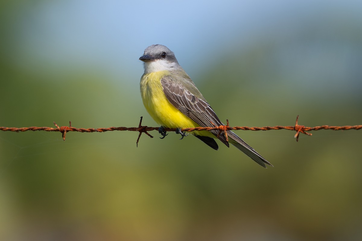 Tropical Kingbird - ML629756121