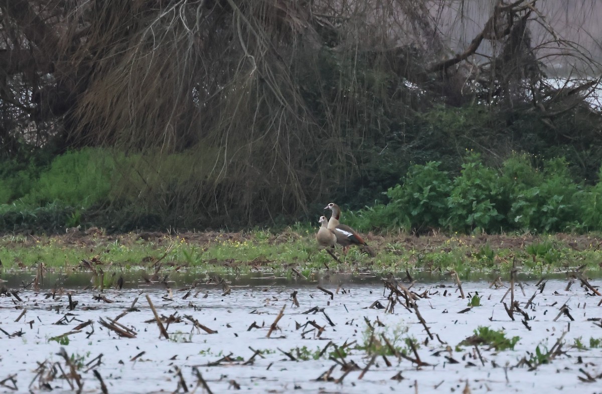 Egyptian Goose - ML629756184
