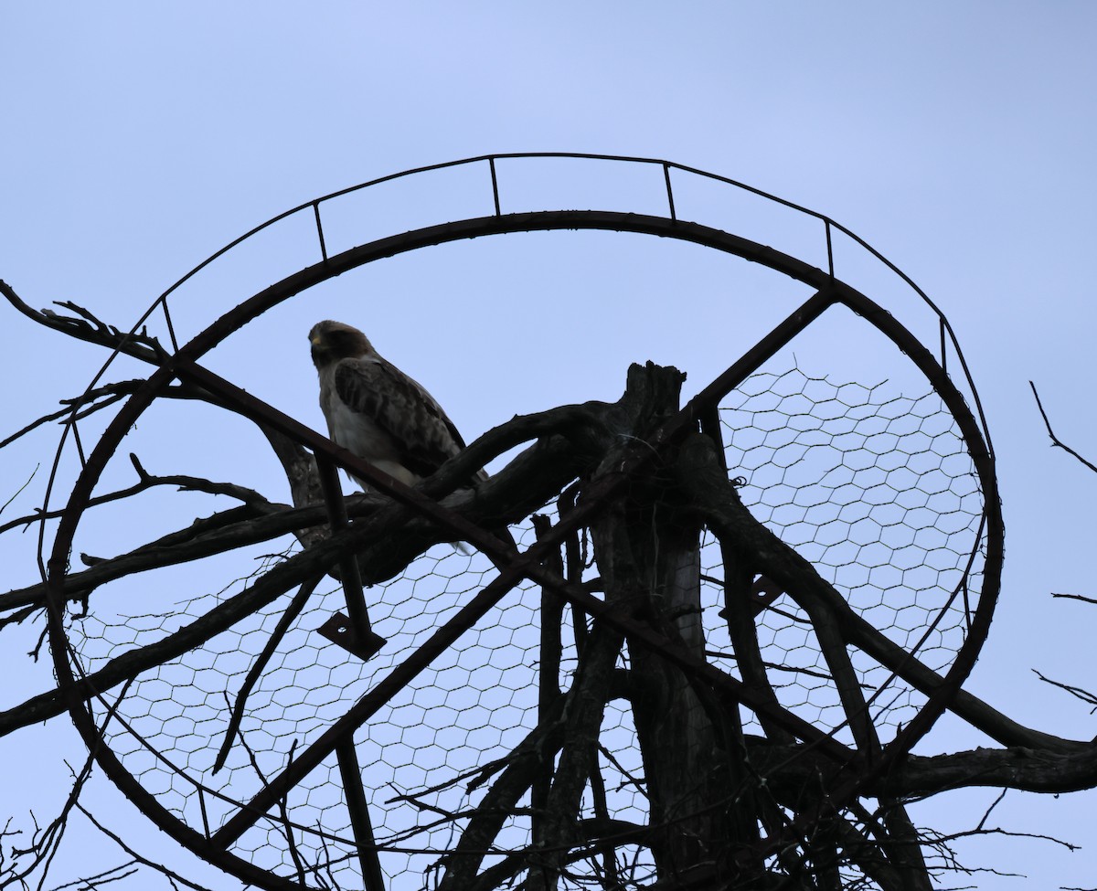 Booted Eagle - ML629756188