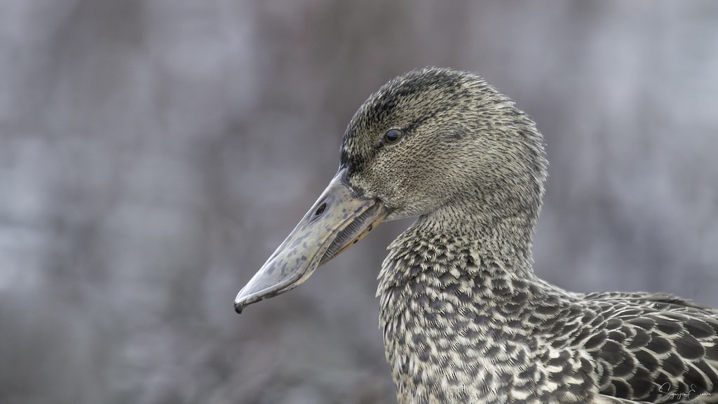מרית צפונית - ML629756552
