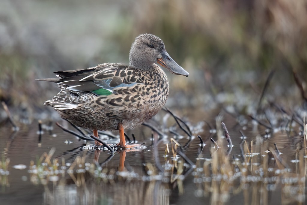 מרית צפונית - ML629756557
