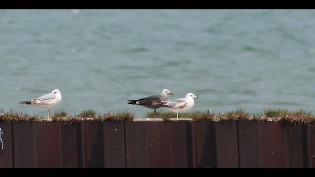オグロカモメ - ML629756662