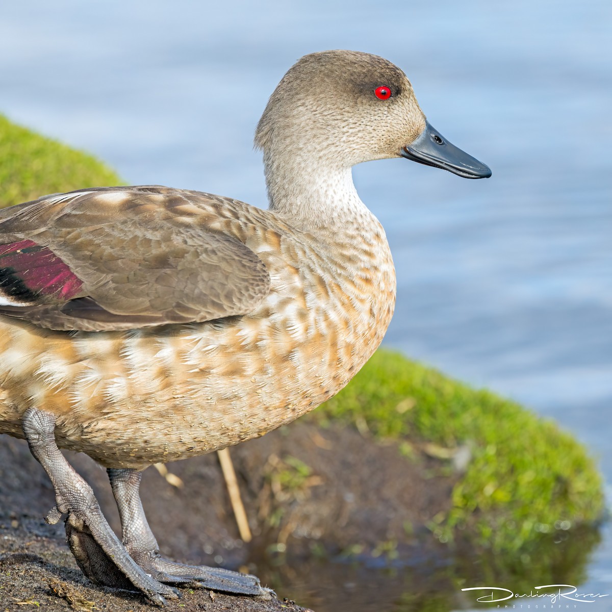 Crested Duck - ML629757027