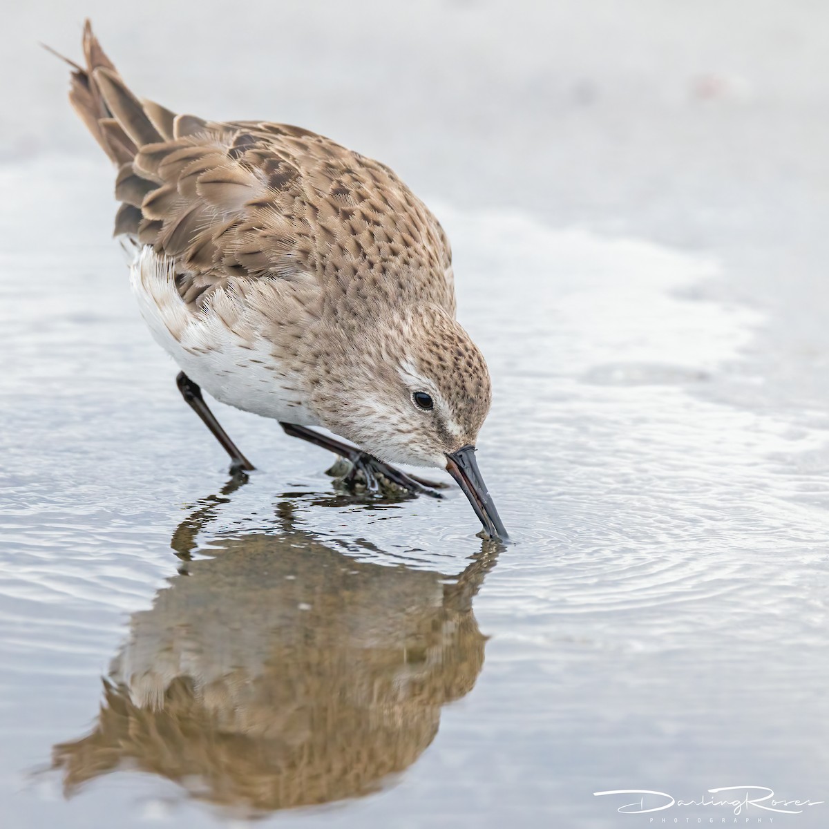 White-rumped Sandpiper - ML629757045