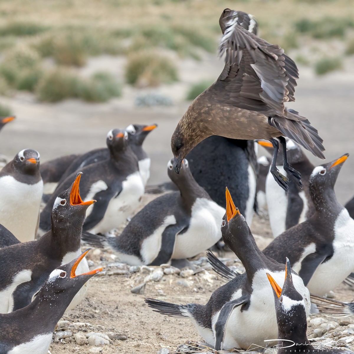 Brown Skua - ML629757074