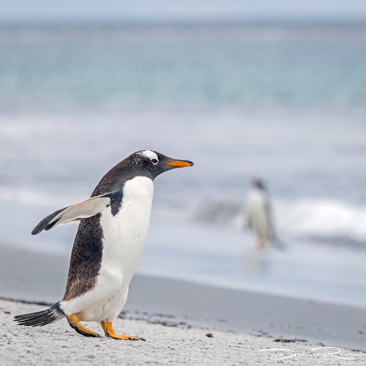 Gentoo Penguin - ML629757294