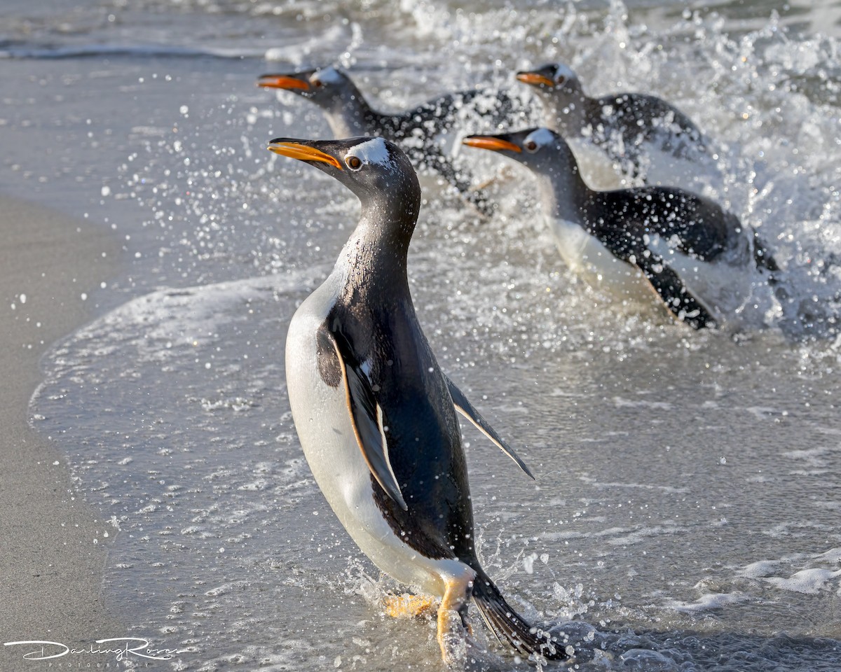 Gentoo Penguin - ML629757295