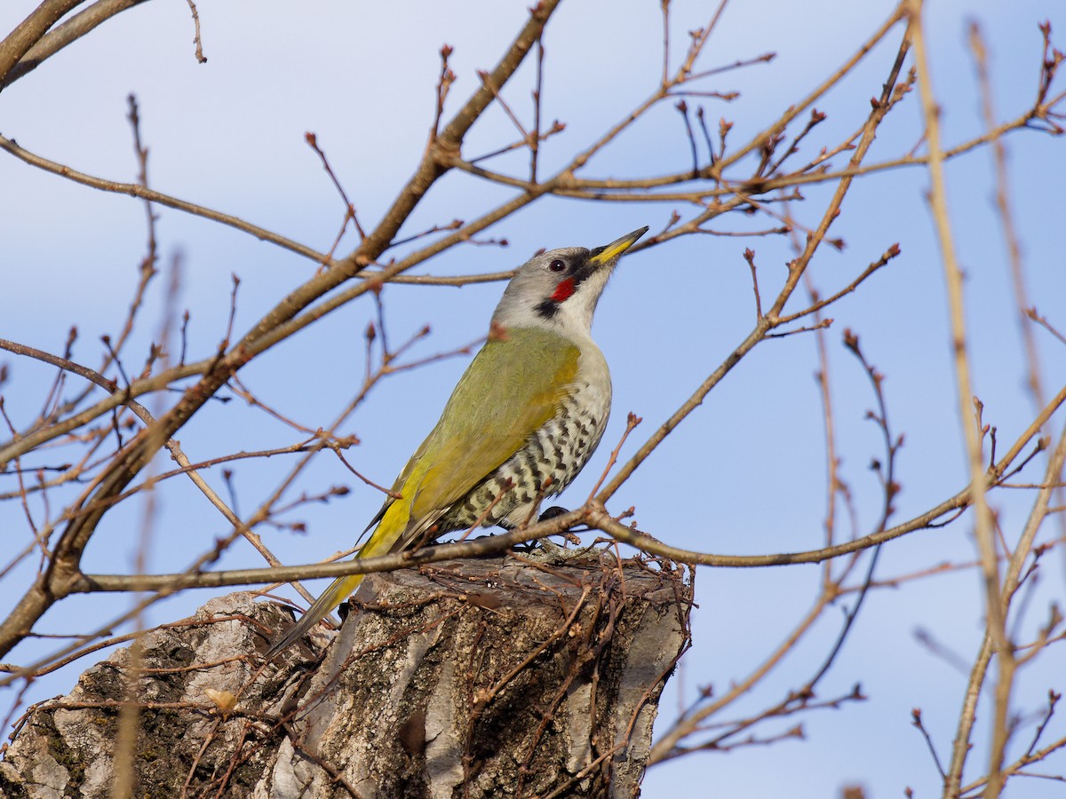 Japanese Woodpecker - ML629757298
