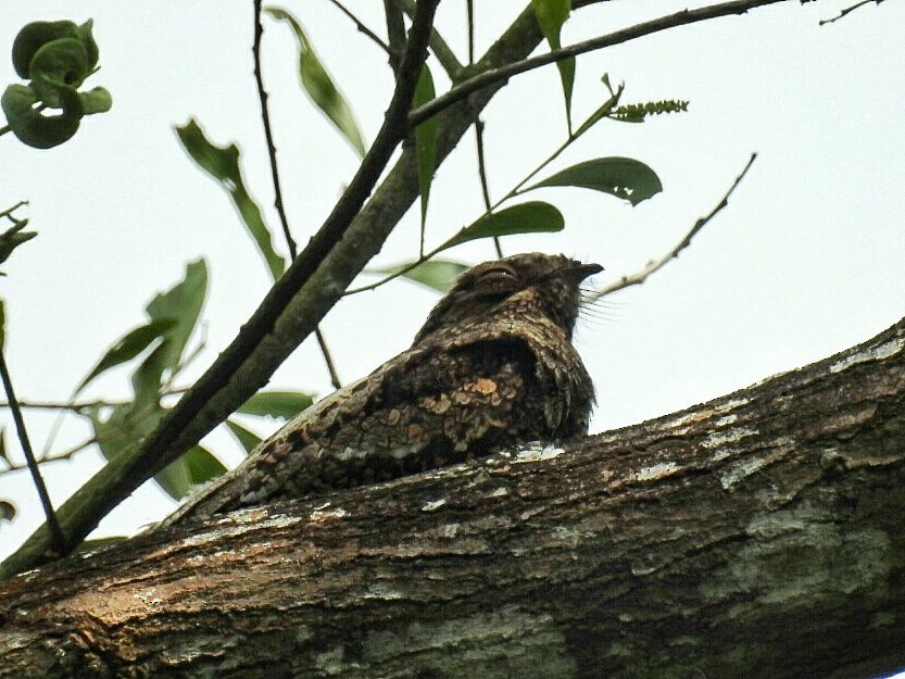 Gray Nightjar - ML629757300