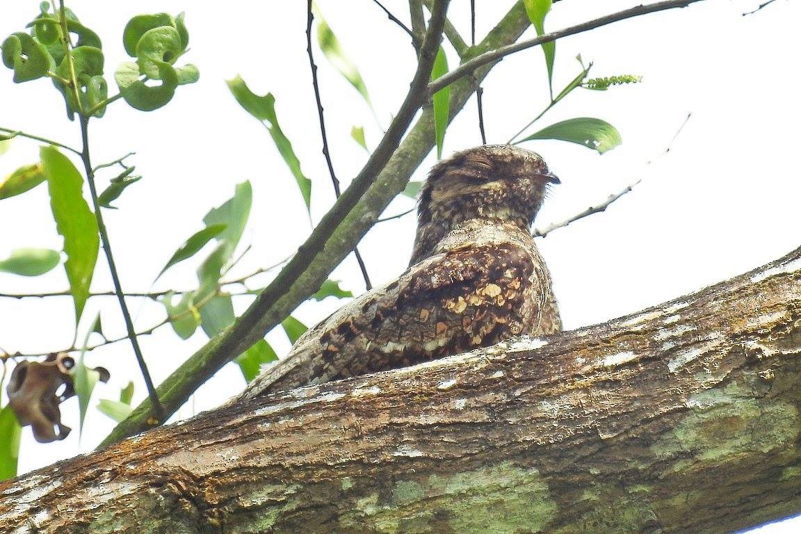 Gray Nightjar - ML629757301